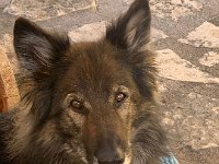 Shani